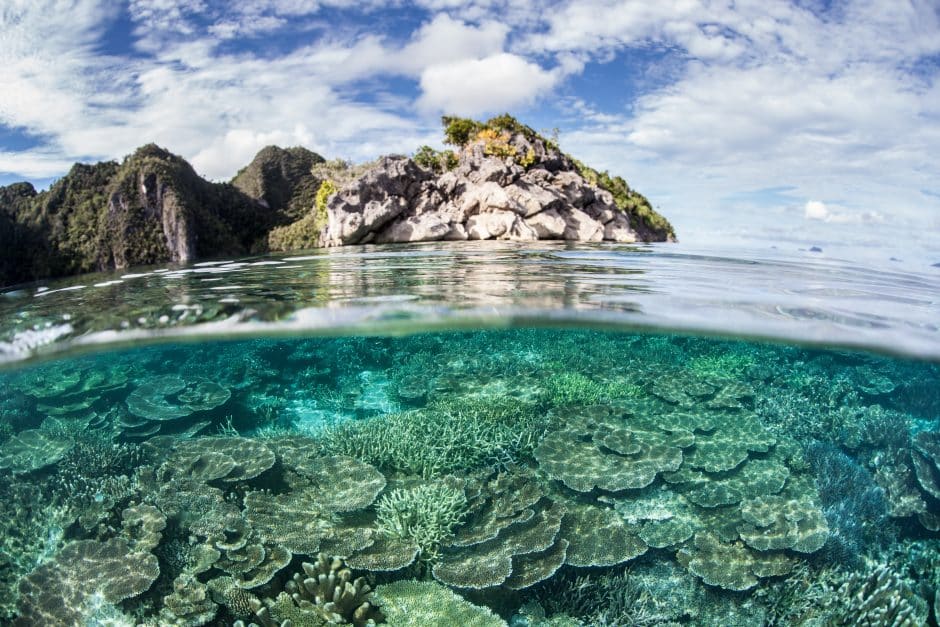 Corals, sea, island