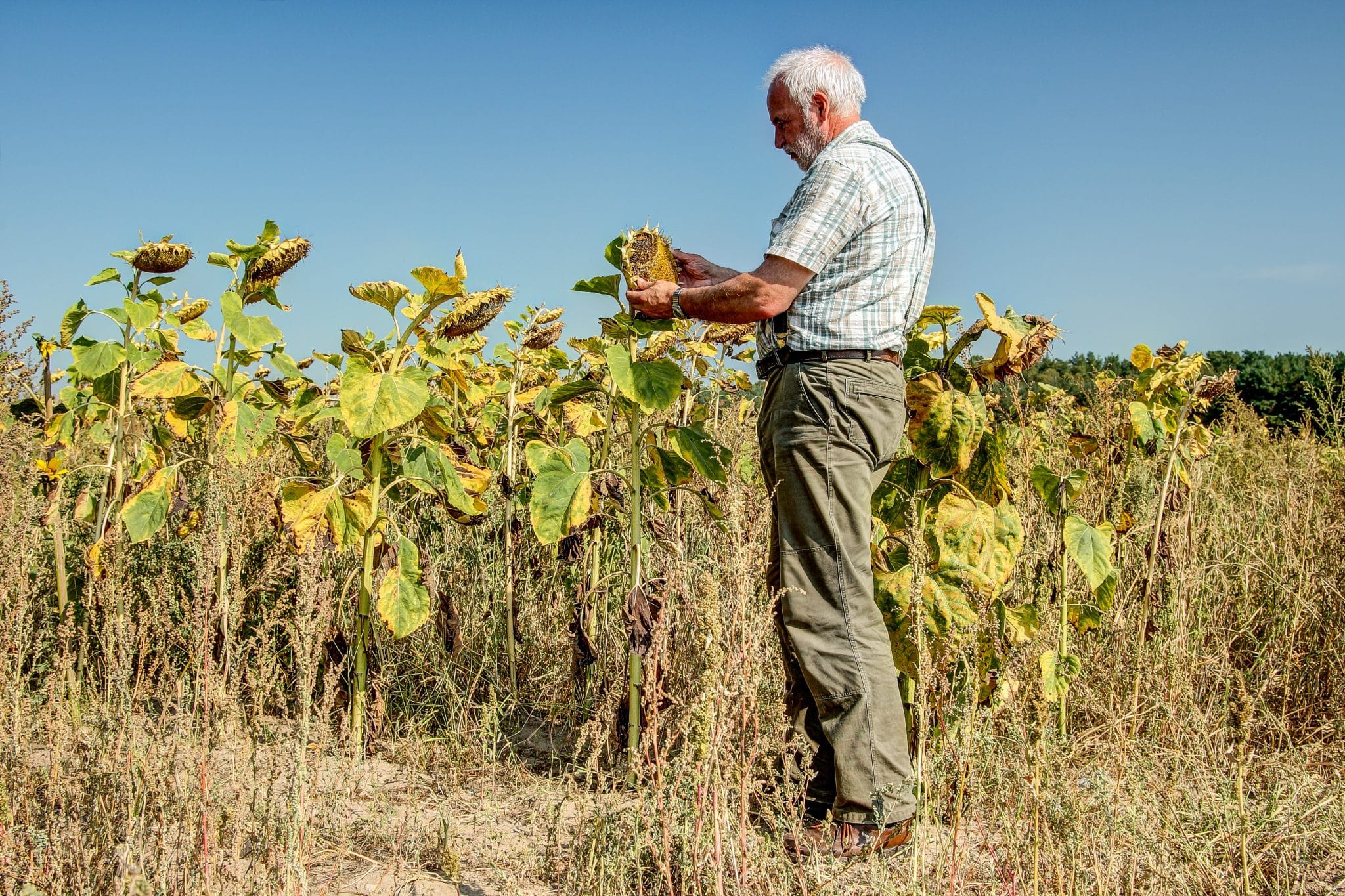 Farming in another